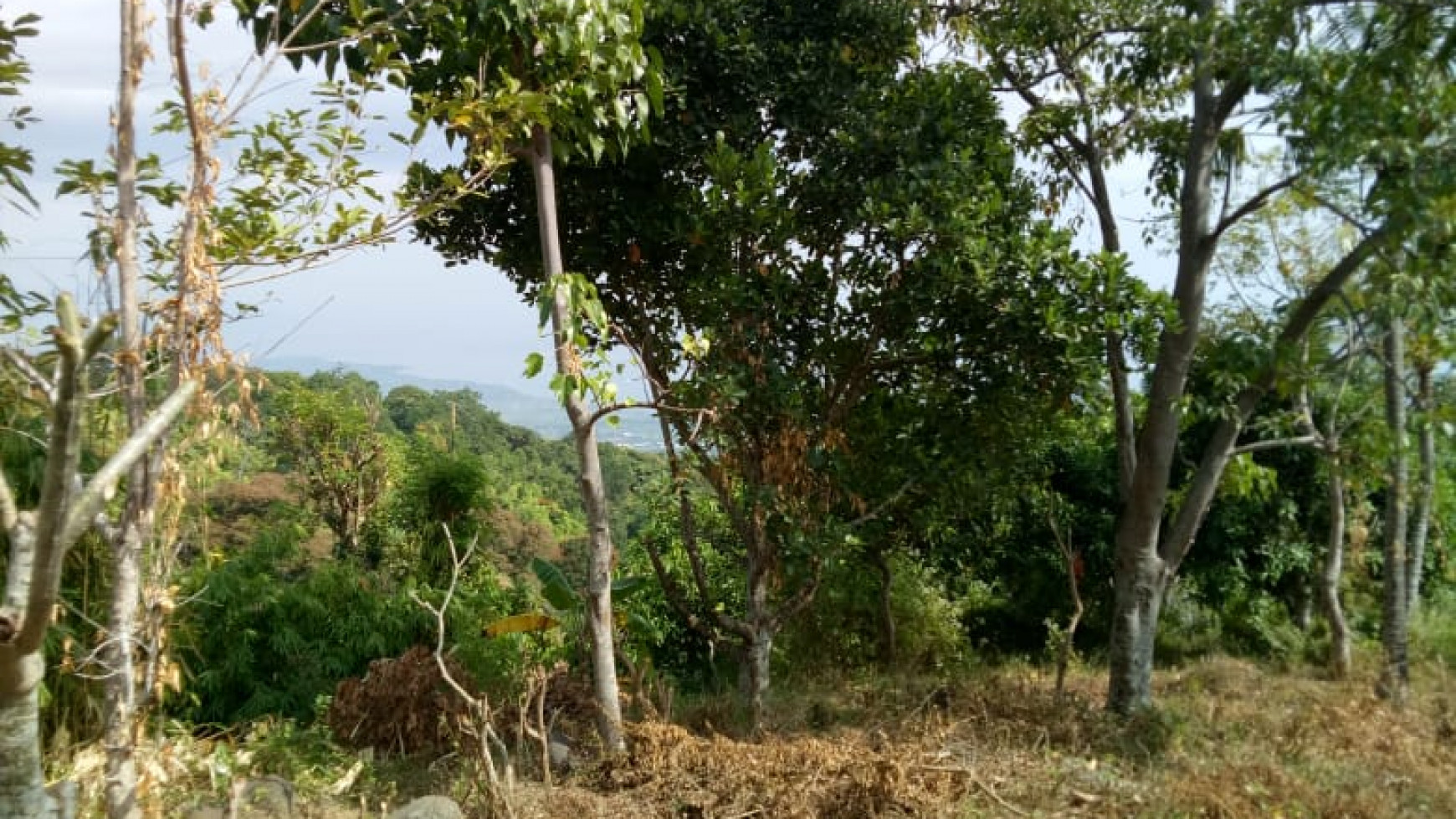 Land for sale ocean view in Lovina area