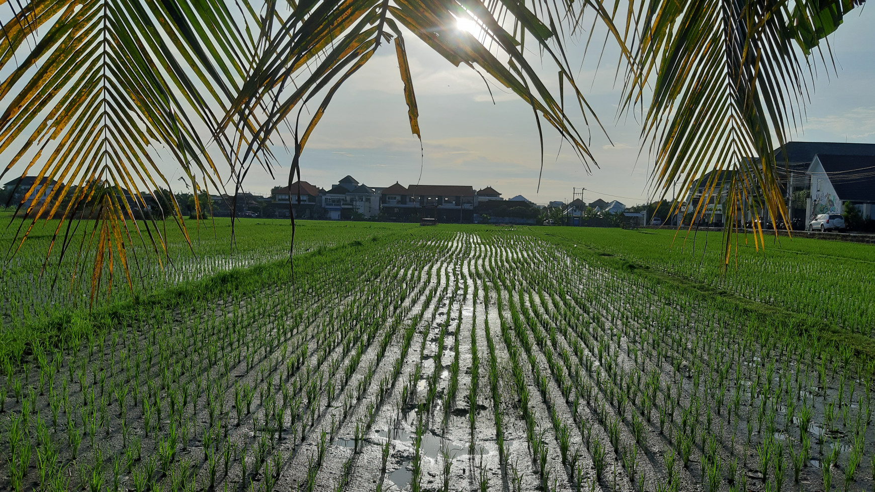 Work and hang out with a view of the rice fields