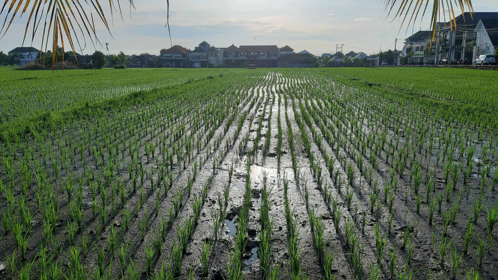 Work and hang out with a view of the rice fields