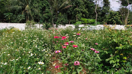 TANAH KEBUN DI DESA RUMPIN BOGOR