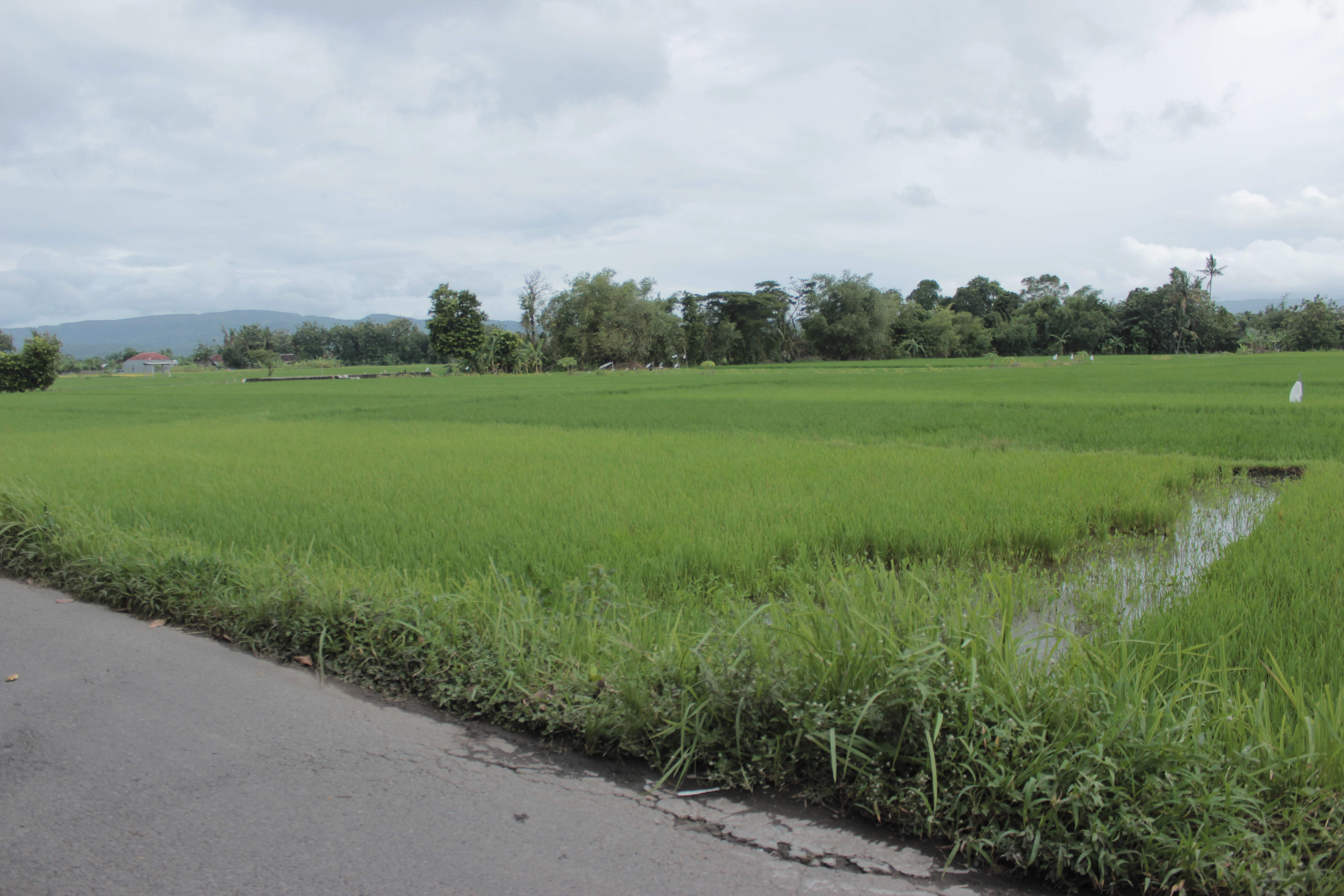 TANAH PEKARANGAN SELUAS 514 METER PERSEGI, DI GABUSAN, SEWON, BANTUL