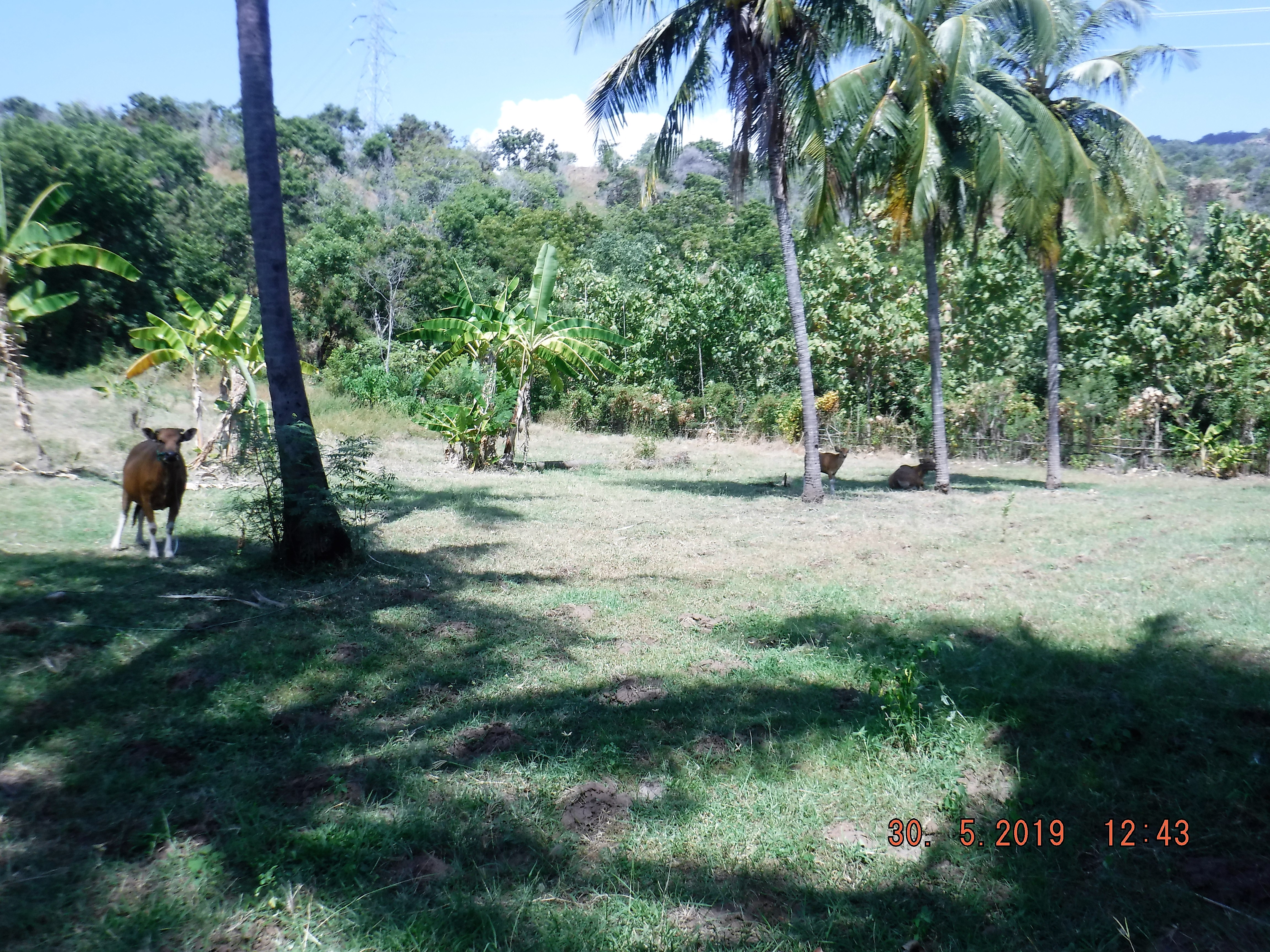 1760 M2 Beach side land starting at 60.000 Euro in Pemuteran