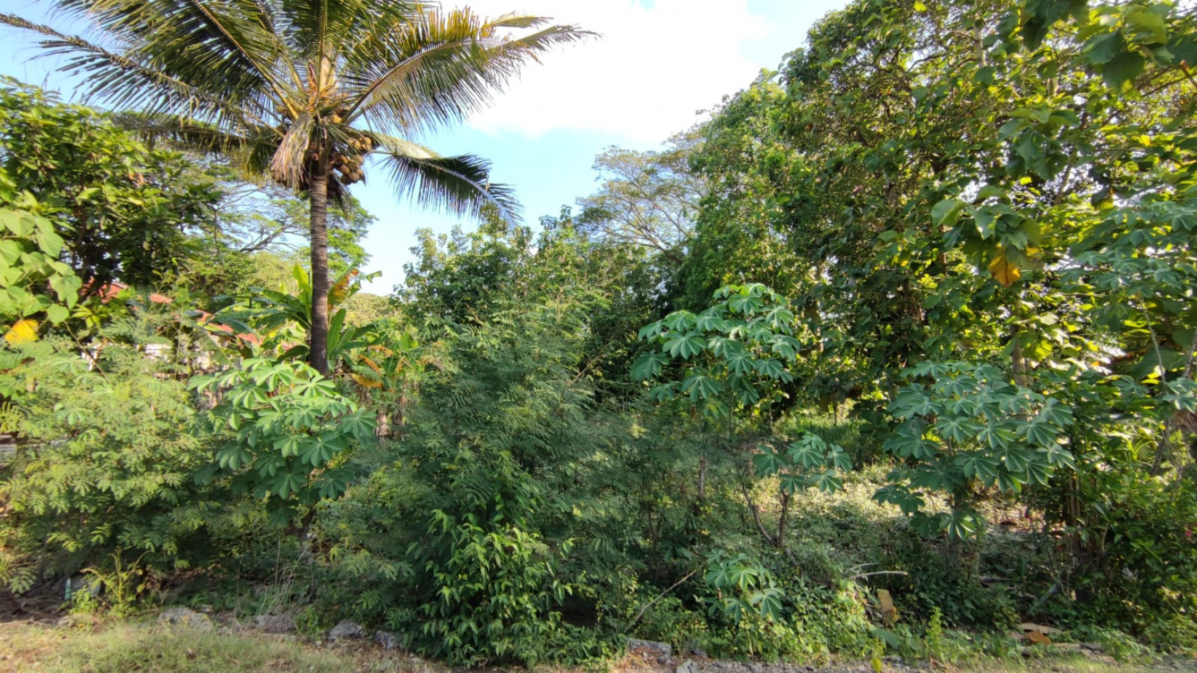 TANAH PEKARANGAN 1090 METER PERSEGI, DI JL SENTOLO-BROSOT, KULON PROGO