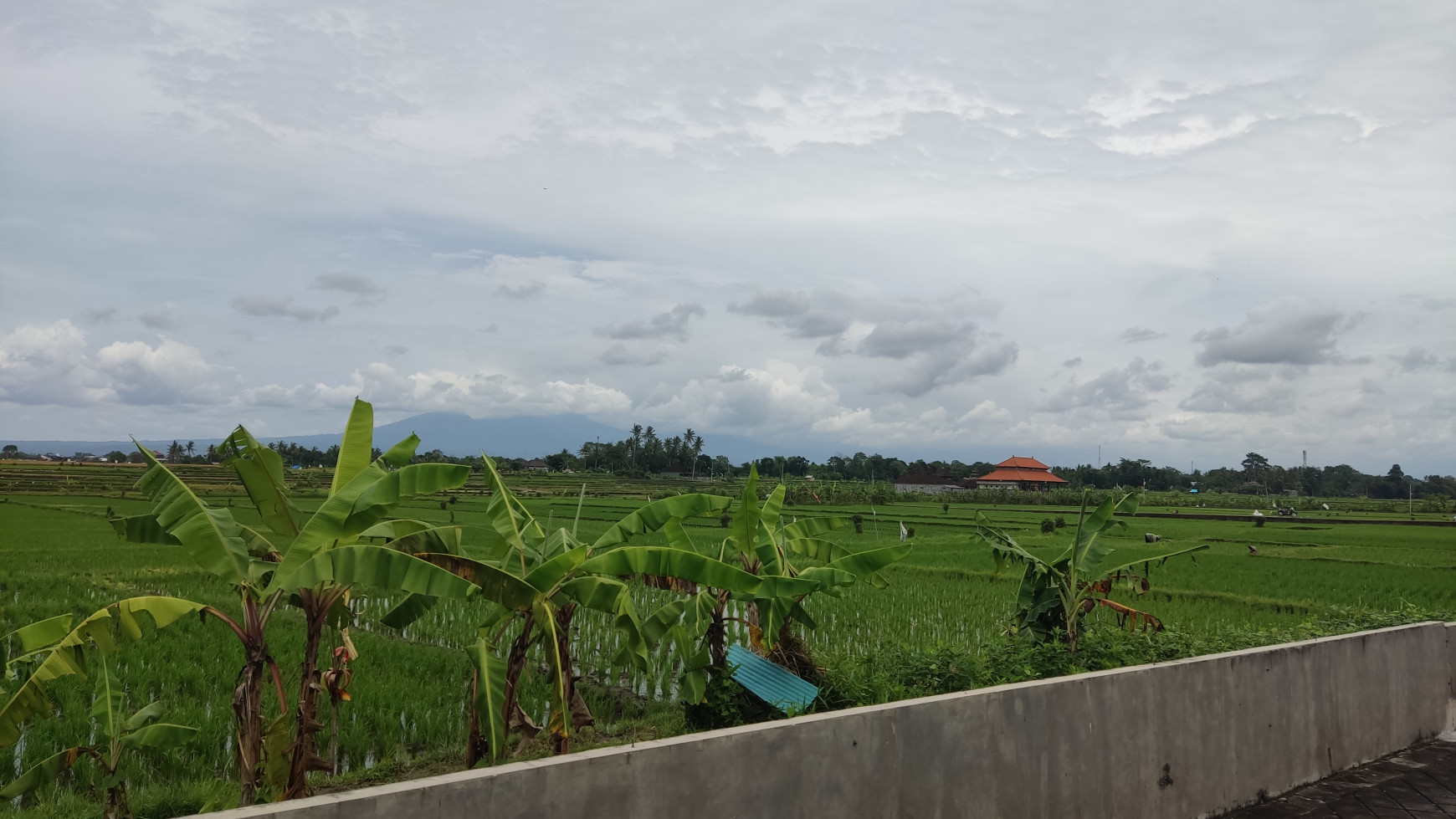 Freehold  2-bedrooms house with amazing rice field view located at jalan Tanah Lot Pandak Gede