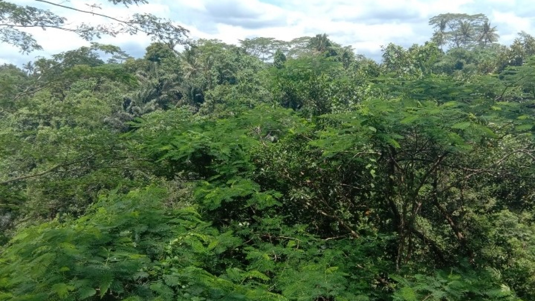 Freehold land in Kelabang Moding , Ubud