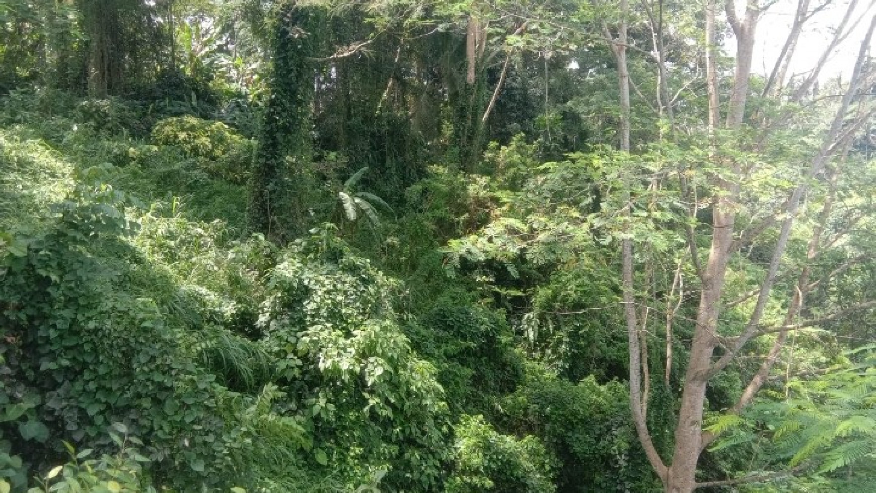 Freehold land in Kelabang Moding , Ubud