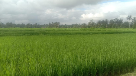 1600 sq m Freehold Land with Stunning Valley, Rice Field and Jungle Views 15 Minutes from Central Ubud