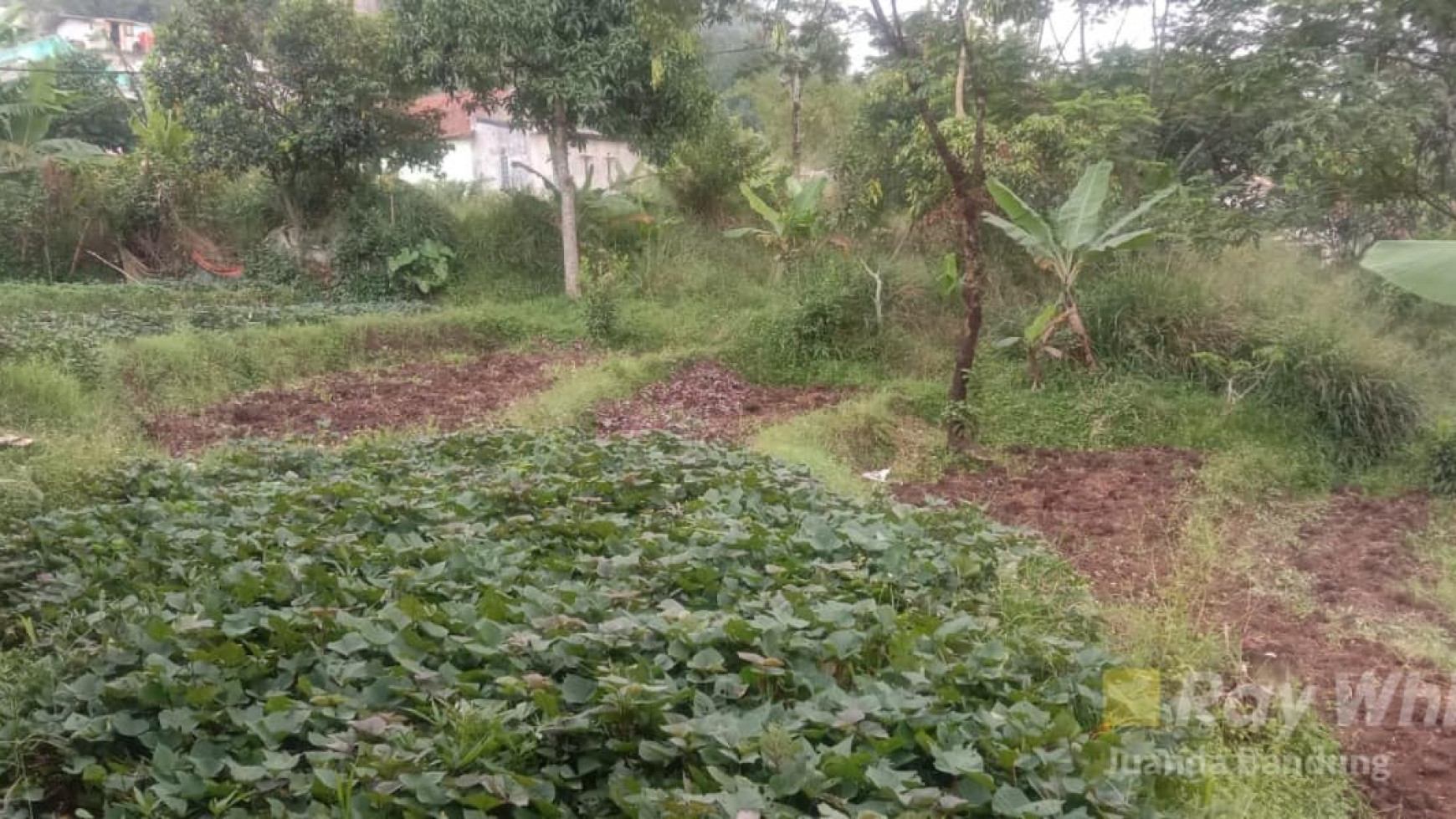 Langka! Kavling Matang di Jalan Cagak, Sayap Nanjung Lagadar!