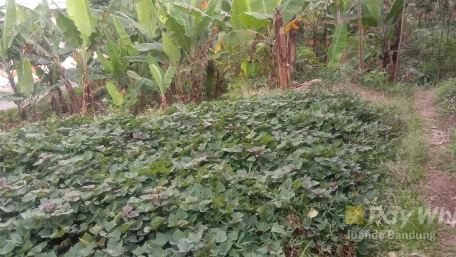 Langka! Kavling Matang di Jalan Cagak, Sayap Nanjung Lagadar!