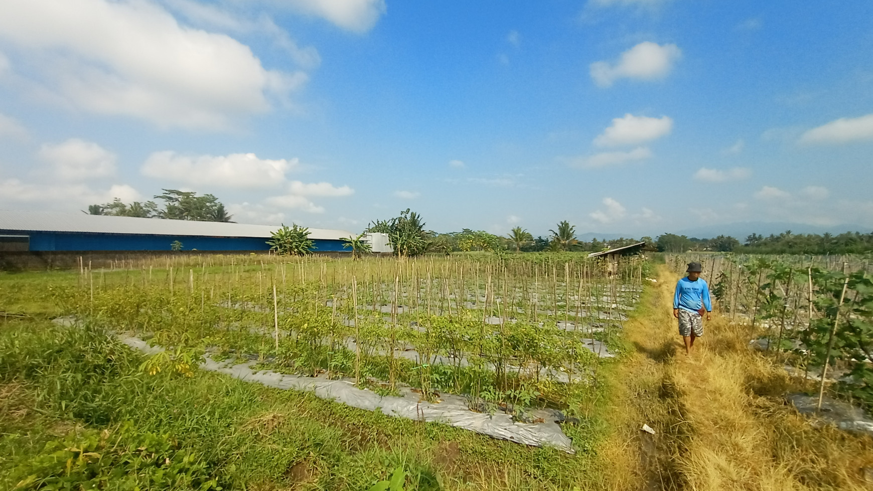 TANAH SAWAH 2416 METER DI SEYEGAN