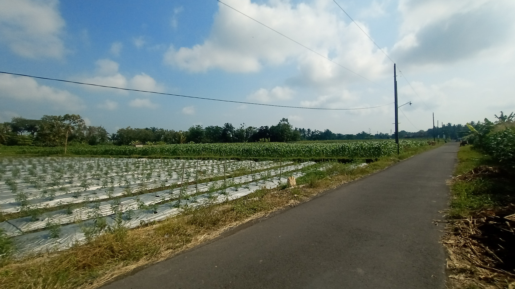 TANAH SAWAH 2416 METER DI SEYEGAN