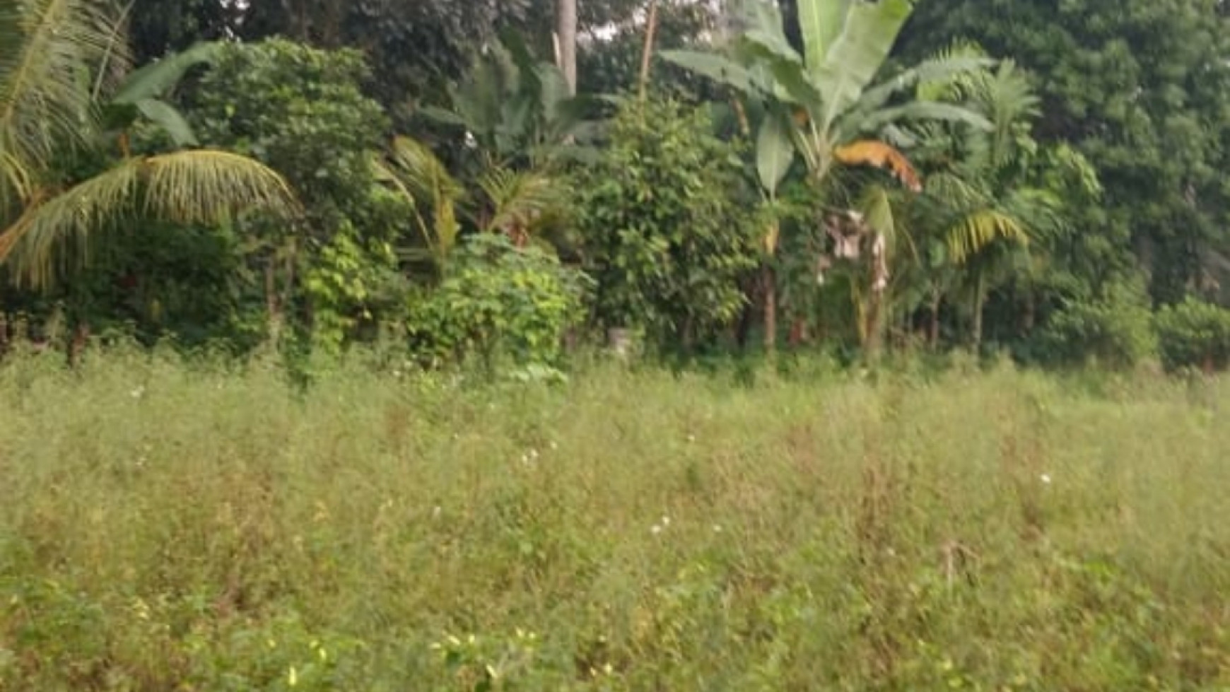 Land of Peace in the Beautiful Village of Ubud