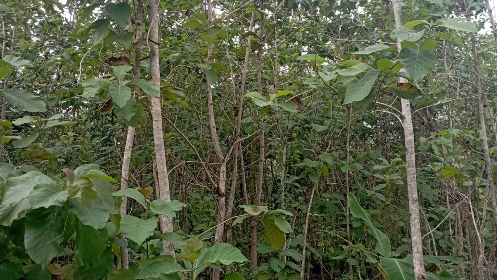 Tanah 1001 Meter Persegi Di Petung Bangunjiwo Kasihan Dekat Awandaru Village