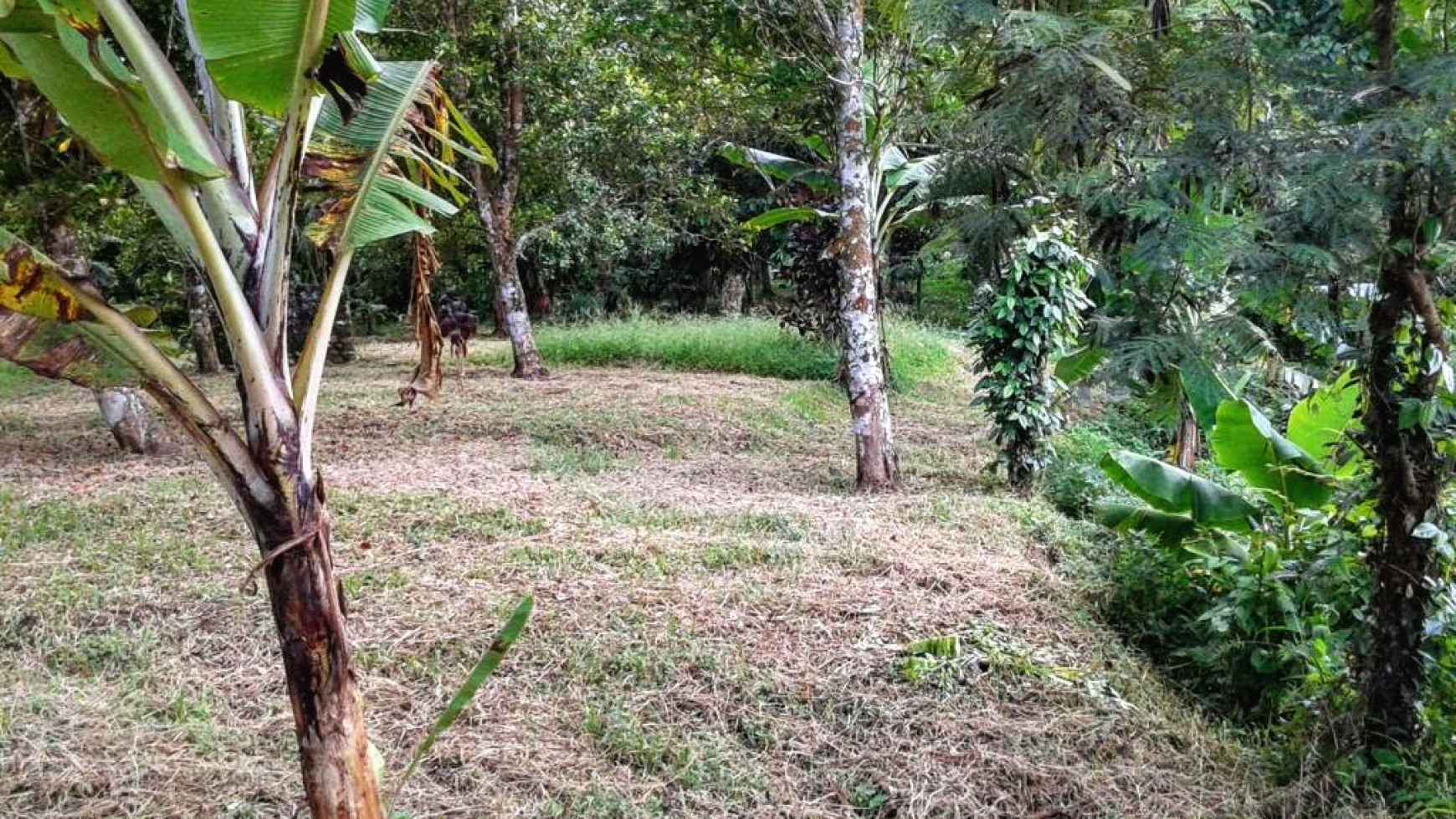 CHEAP LAND FOR SALE IN BUSUNGBIU