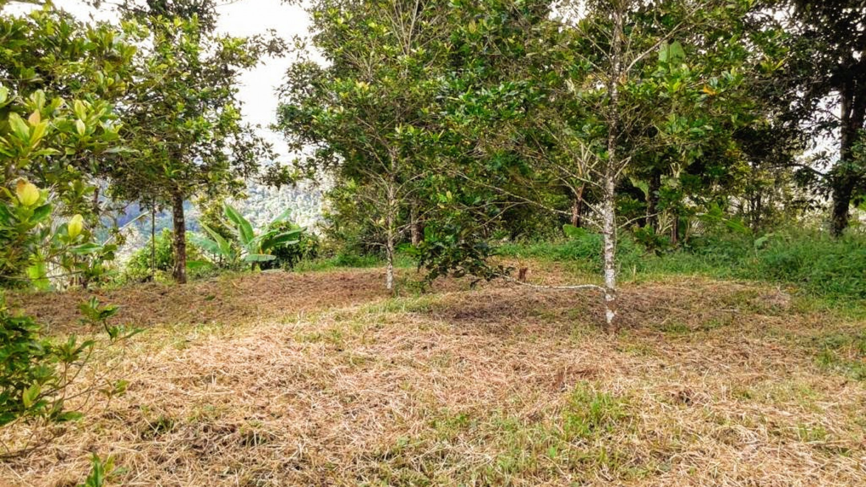 CHEAP LAND FOR SALE IN BUSUNGBIU