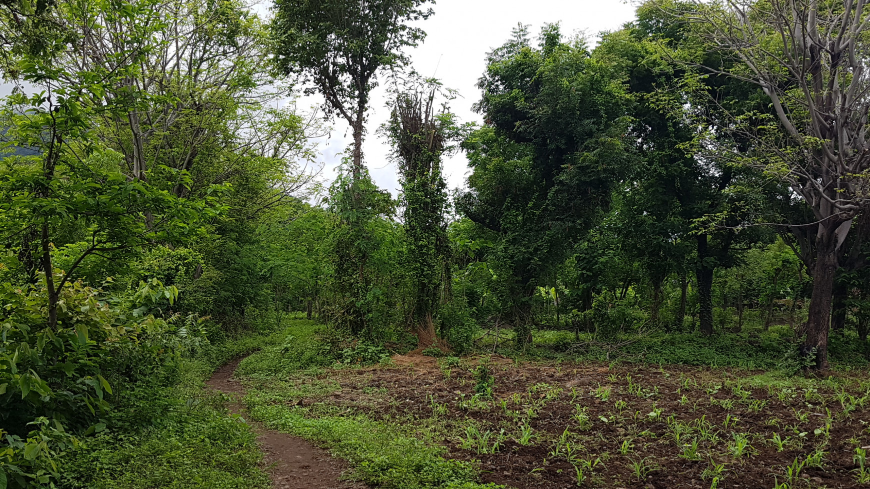 Land for sale in Pemuteran