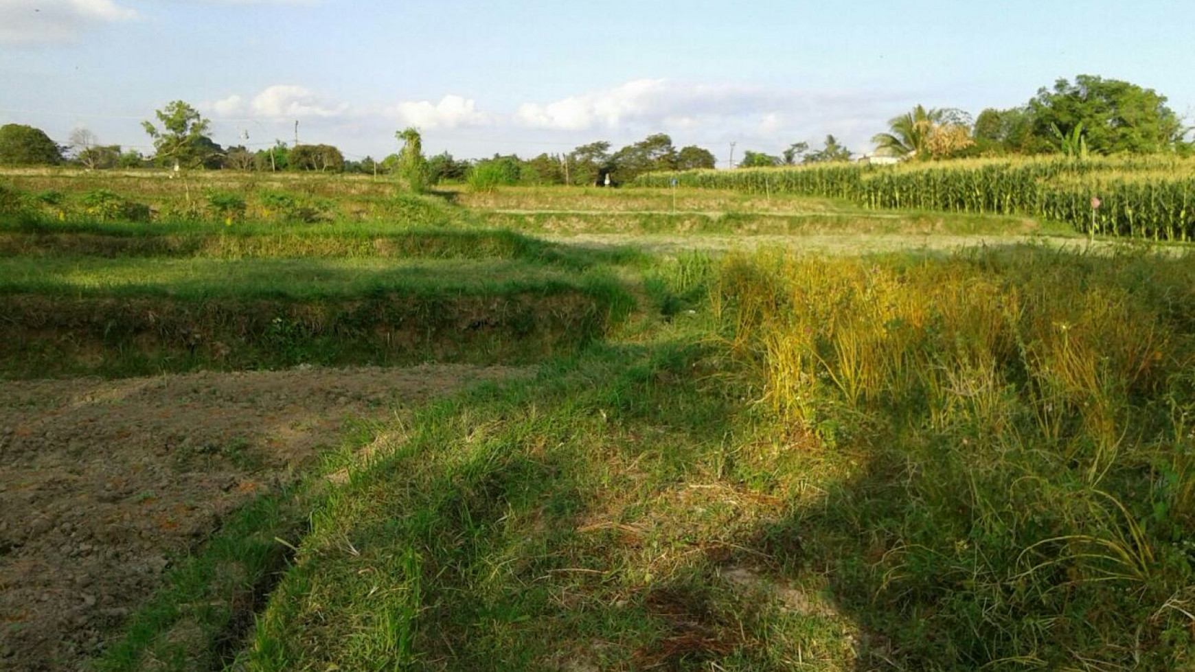 SEBIDANG TANAH UNTUK USAHA