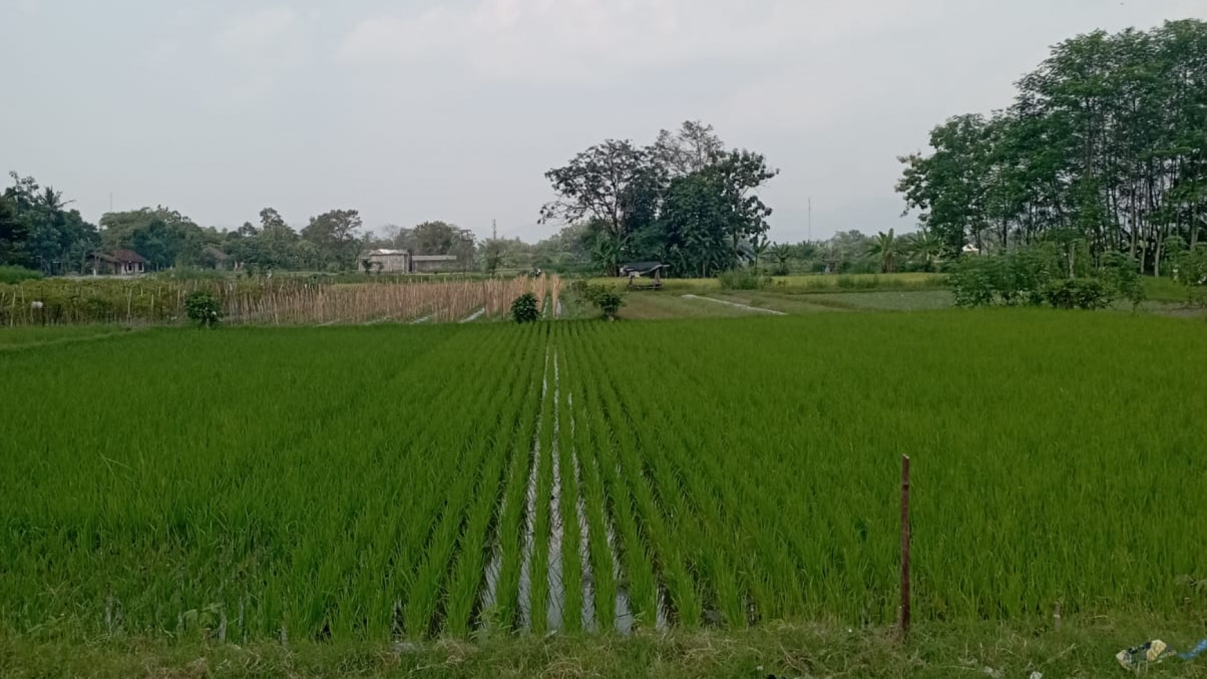 Tanah Sawah 958 Meter Persegi  Dekat Embung Sendangtirto Berbah