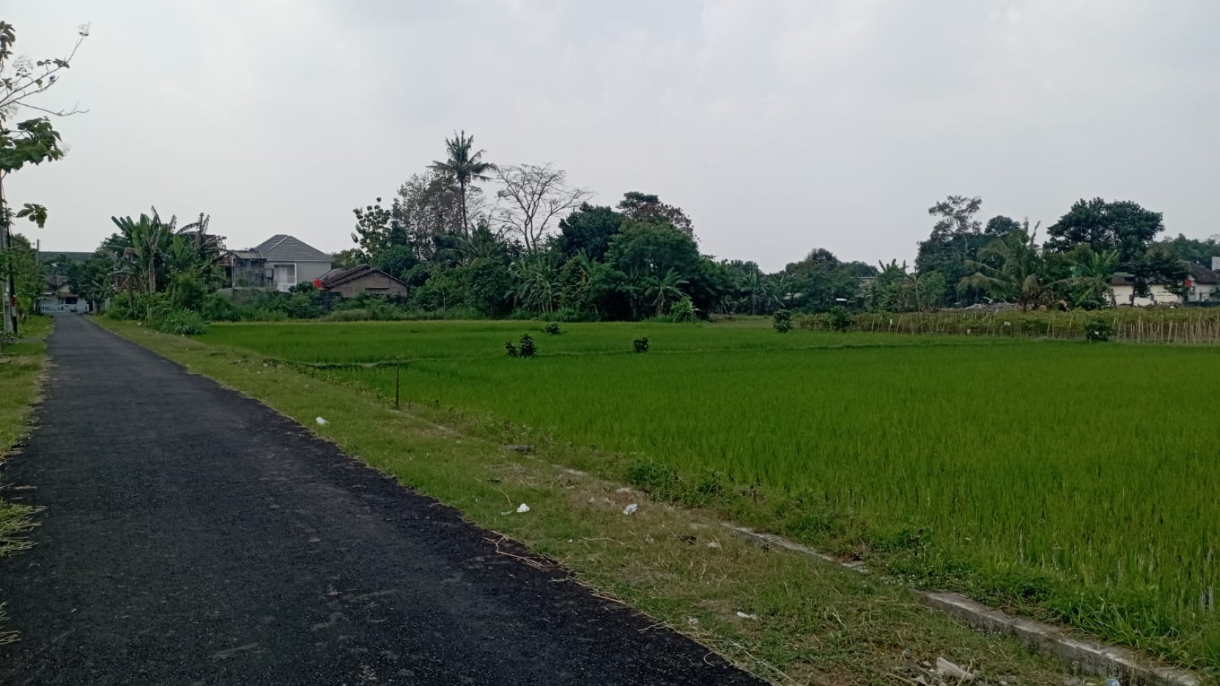 Tanah Sawah 958 Meter Persegi  Dekat Embung Sendangtirto Berbah