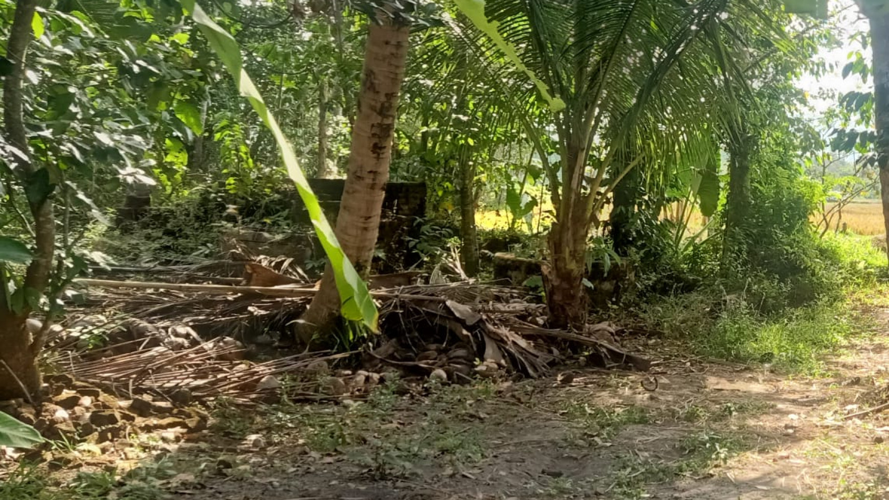 TANAH LUAS DI SENDANGMULYO