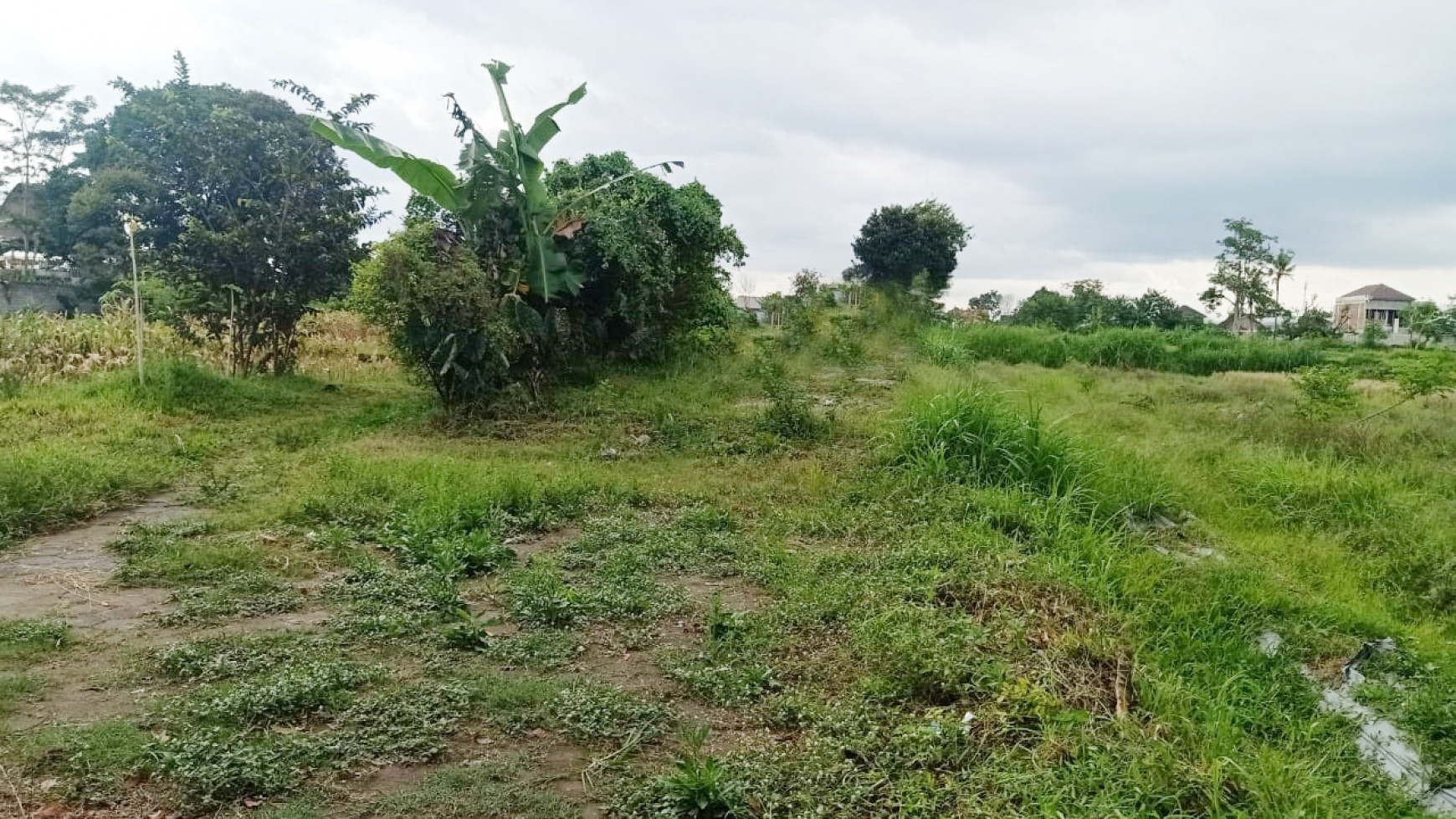 Tanah Sawah 989 Meter Persegi Cocok Untuk Usaha Agro, Tlogoadi Sleman