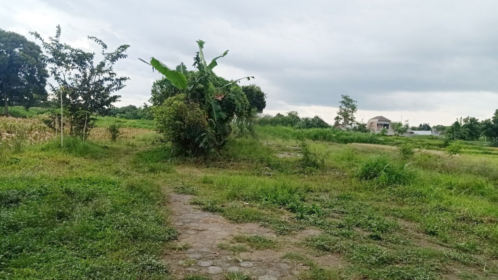 Tanah Sawah 989 Meter Persegi Cocok Untuk Usaha Agro, Tlogoadi Sleman