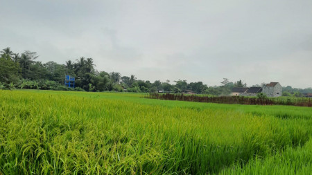 Tanah Sawah 1646 Meter Persegi Di Sonoharjo Seyegan Sleman