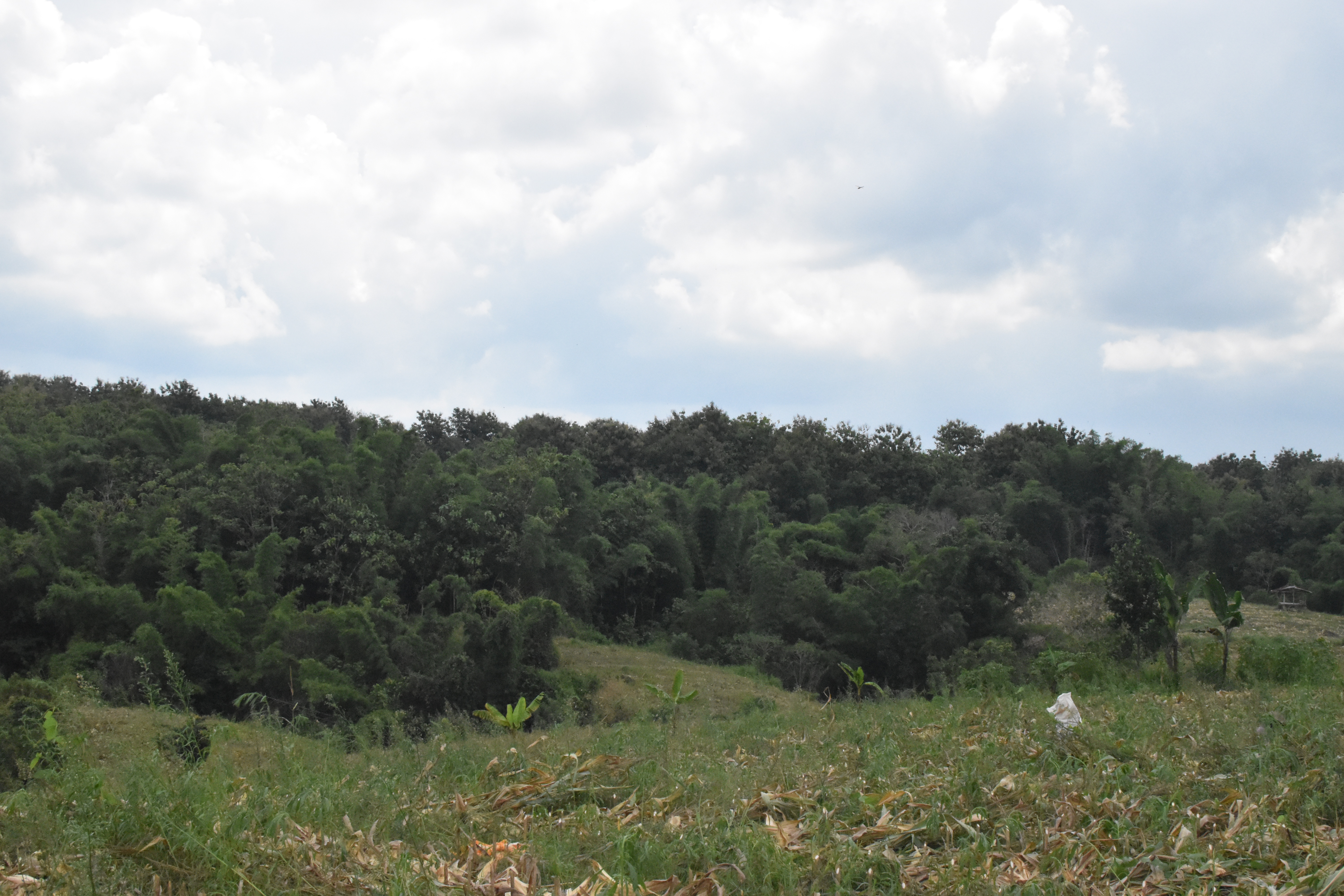 Dijual Tanah Kebun Jati