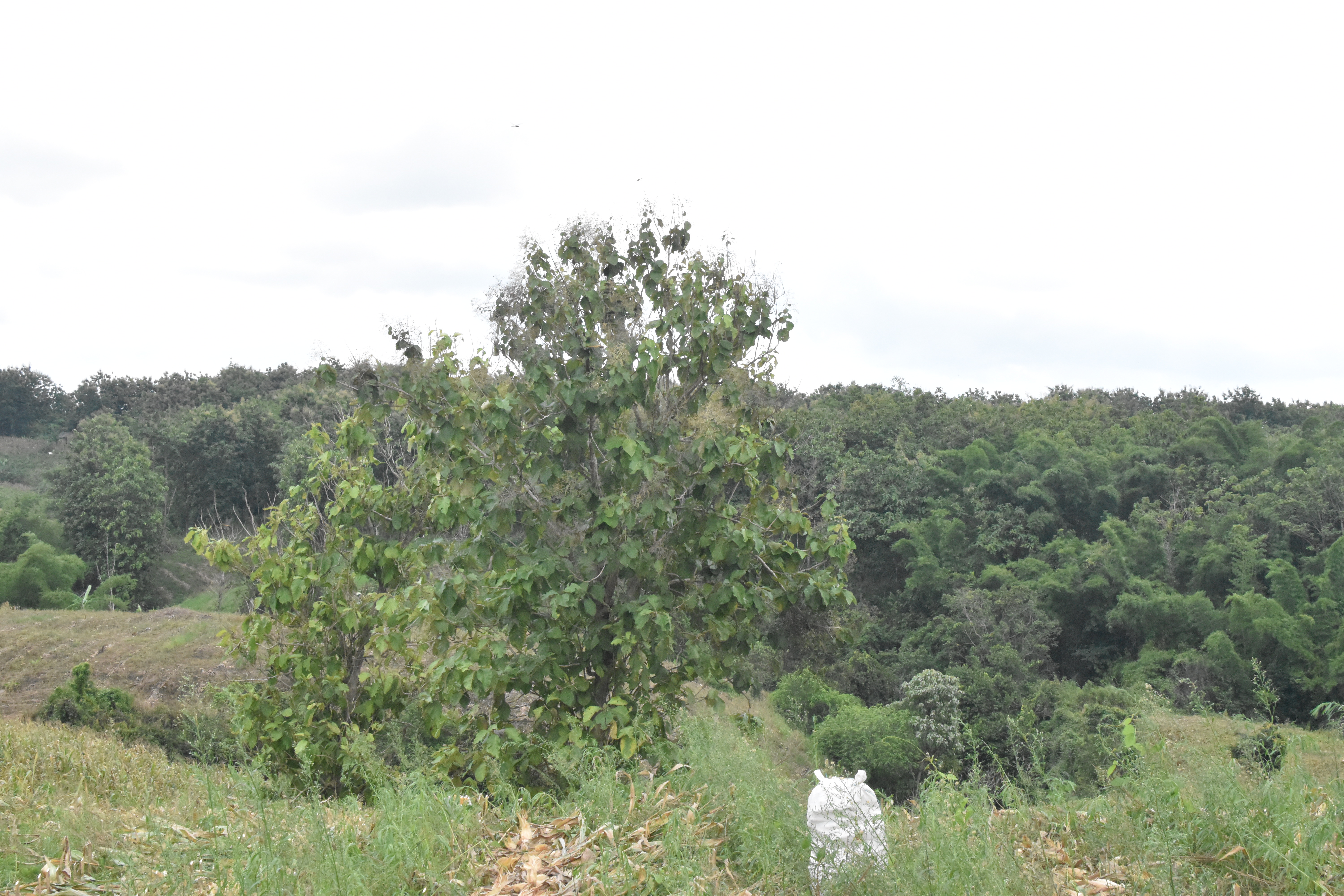 Dijual Tanah Kebun Jati