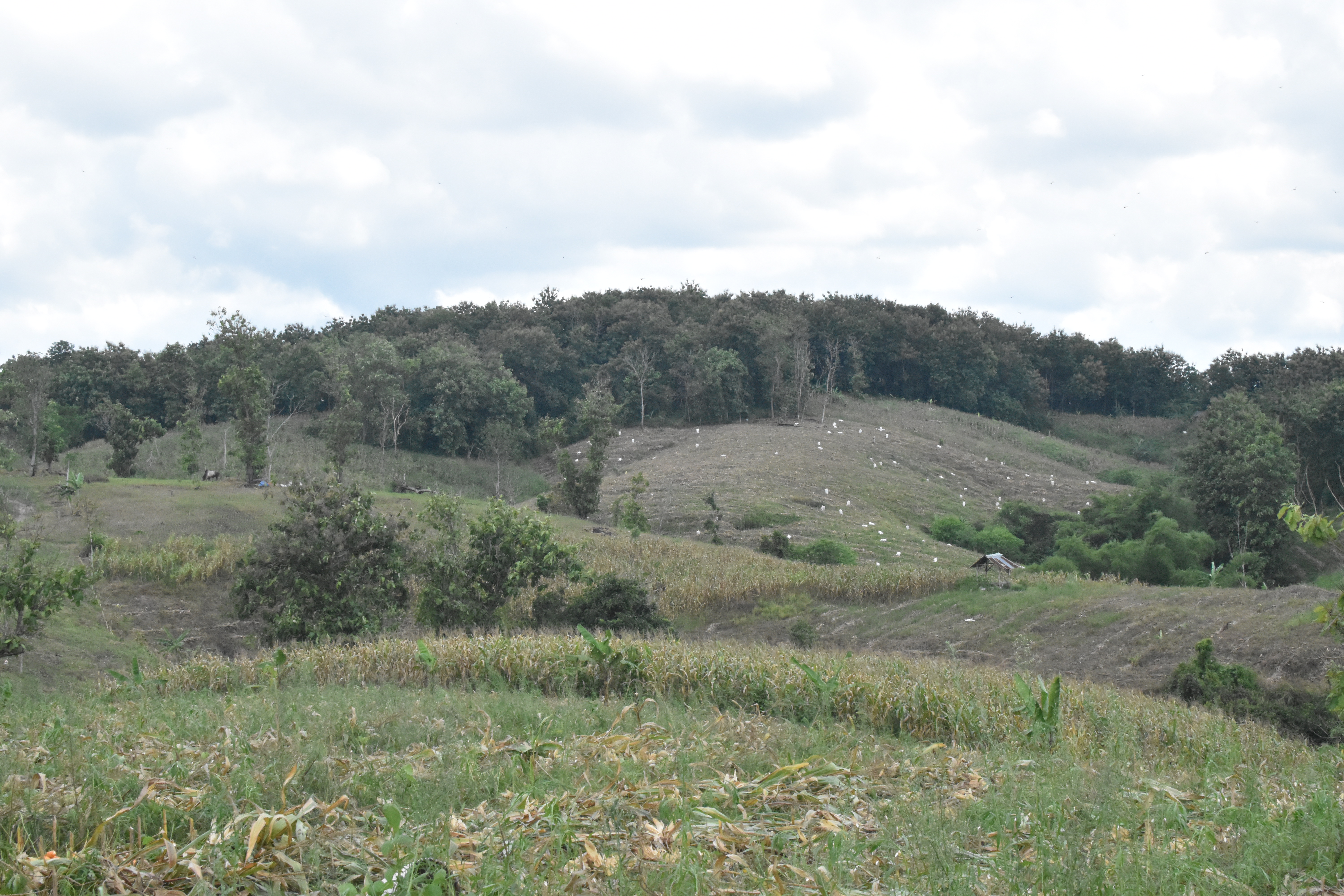 Dijual Tanah Kebun Jati