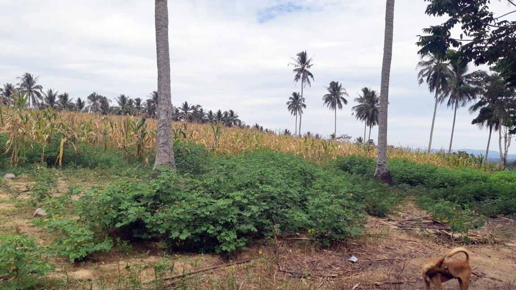 Tanah di Jl. Trans Sulawesi, Dusun Ampera Mulyonegoro, Gorontalo, Luasan 100 x 750 m2, Tanah Ladang