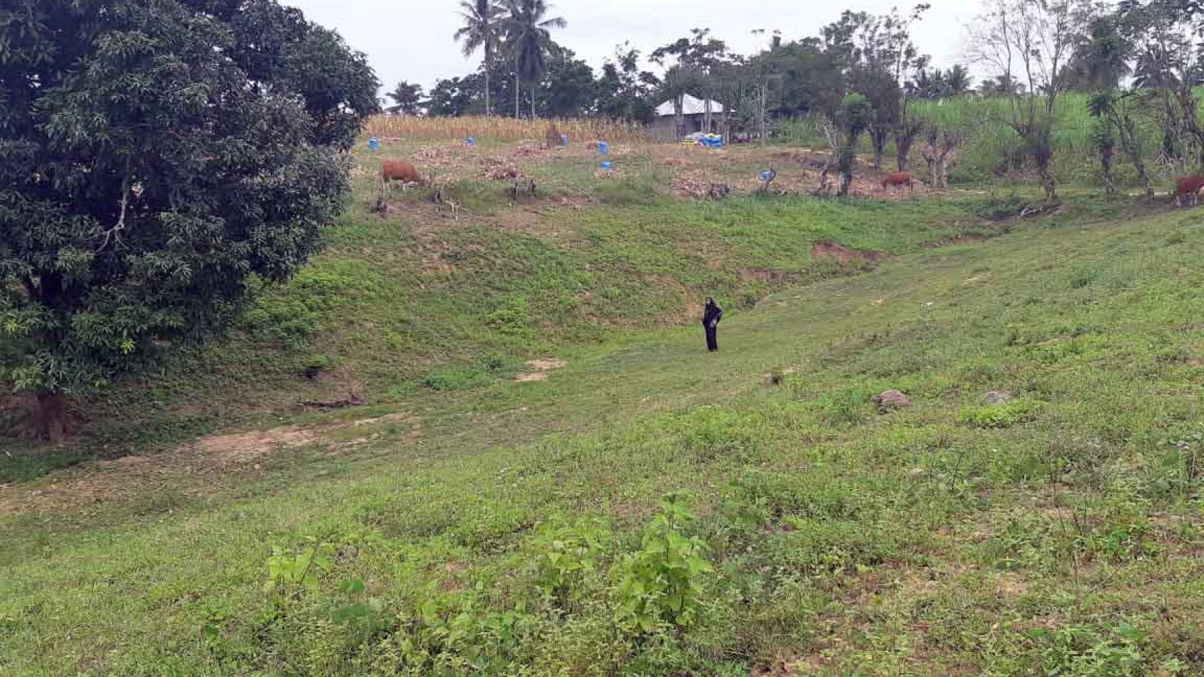 Tanah di Jl. Trans Sulawesi, Dusun Ampera Mulyonegoro, Gorontalo, Luasan 100 x 750 m2, Tanah Ladang