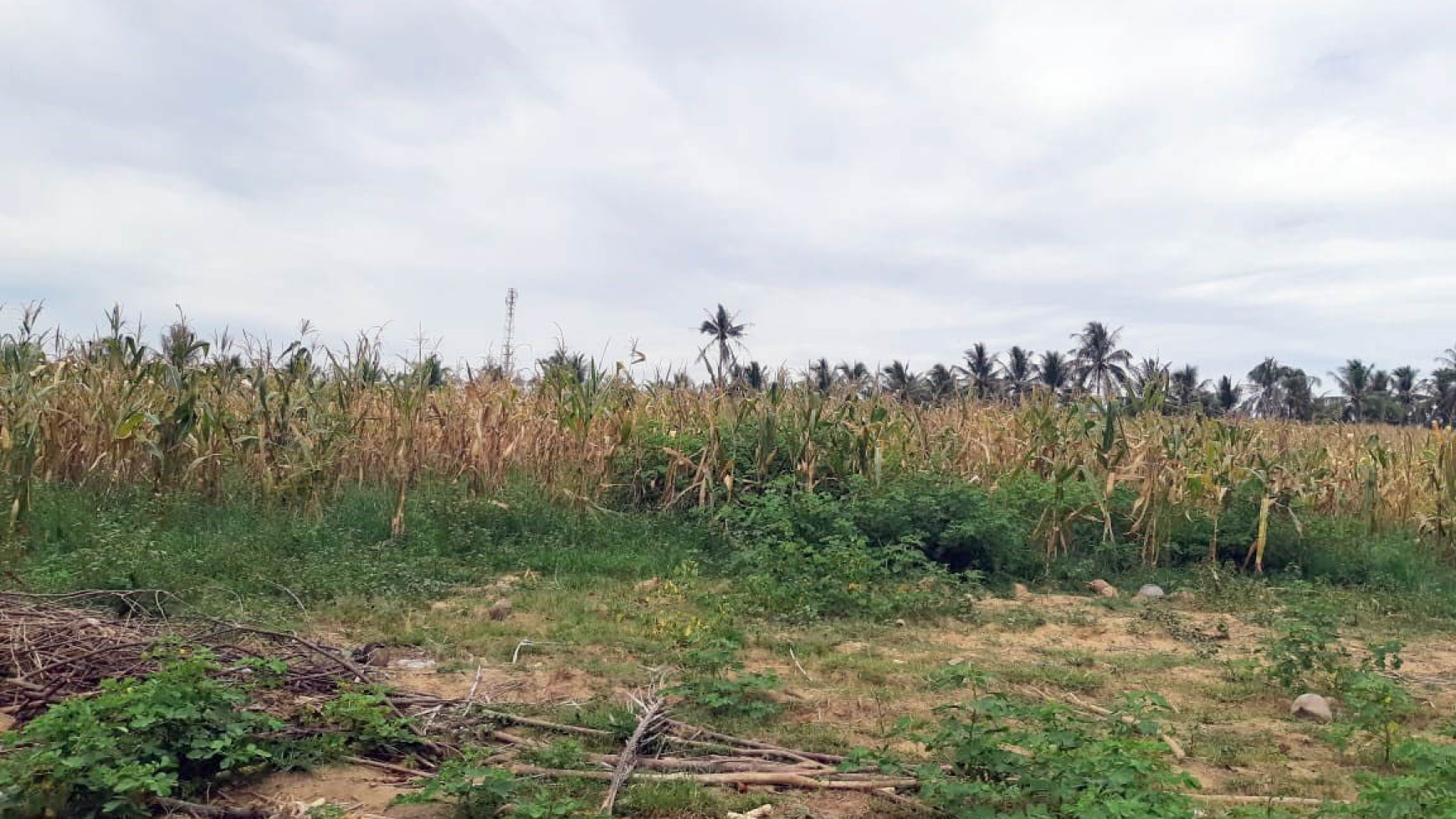 Tanah di Jl. Trans Sulawesi, Dusun Ampera Mulyonegoro, Gorontalo, Luasan 100 x 750 m2, Tanah Ladang