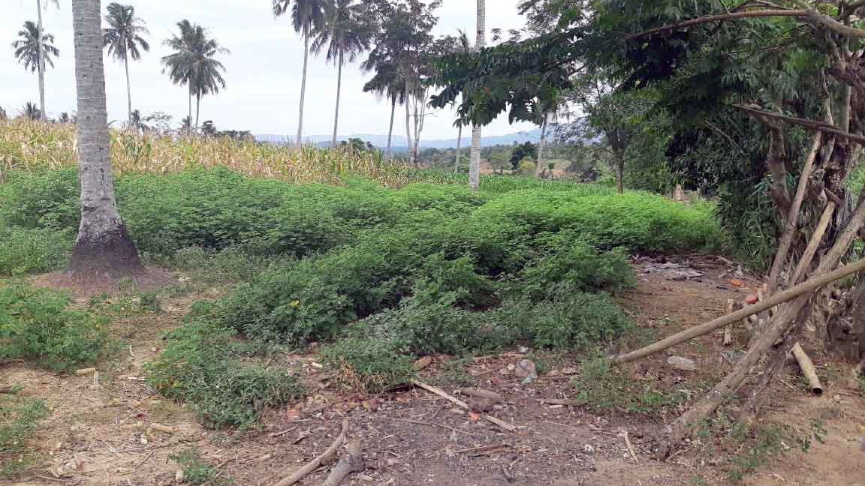 Tanah di Jl. Trans Sulawesi, Dusun Ampera Mulyonegoro, Gorontalo, Luasan 100 x 750 m2, Tanah Ladang