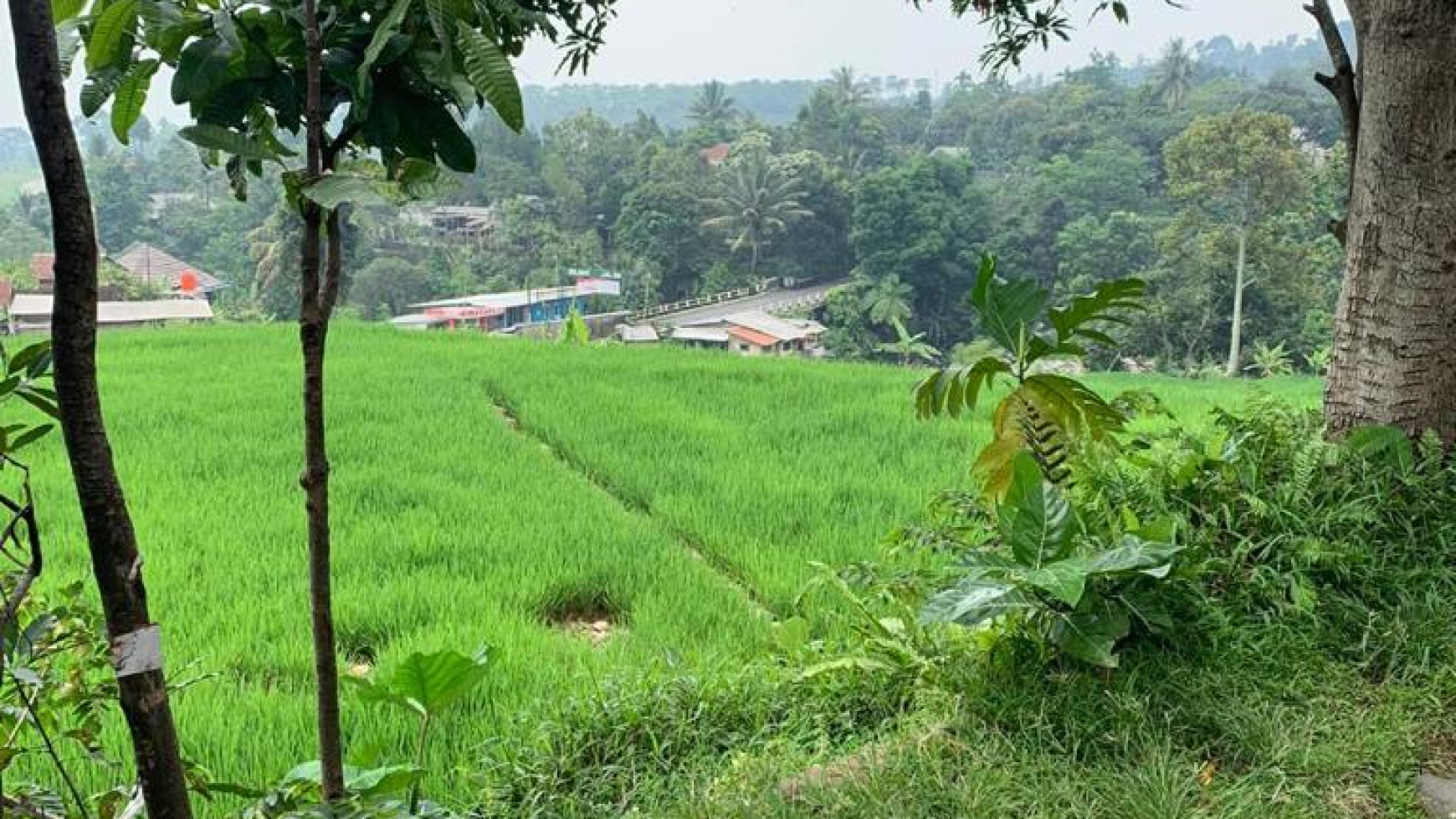 Di Jual lahan cantik di Ciampe Bogor Gunung Bundar