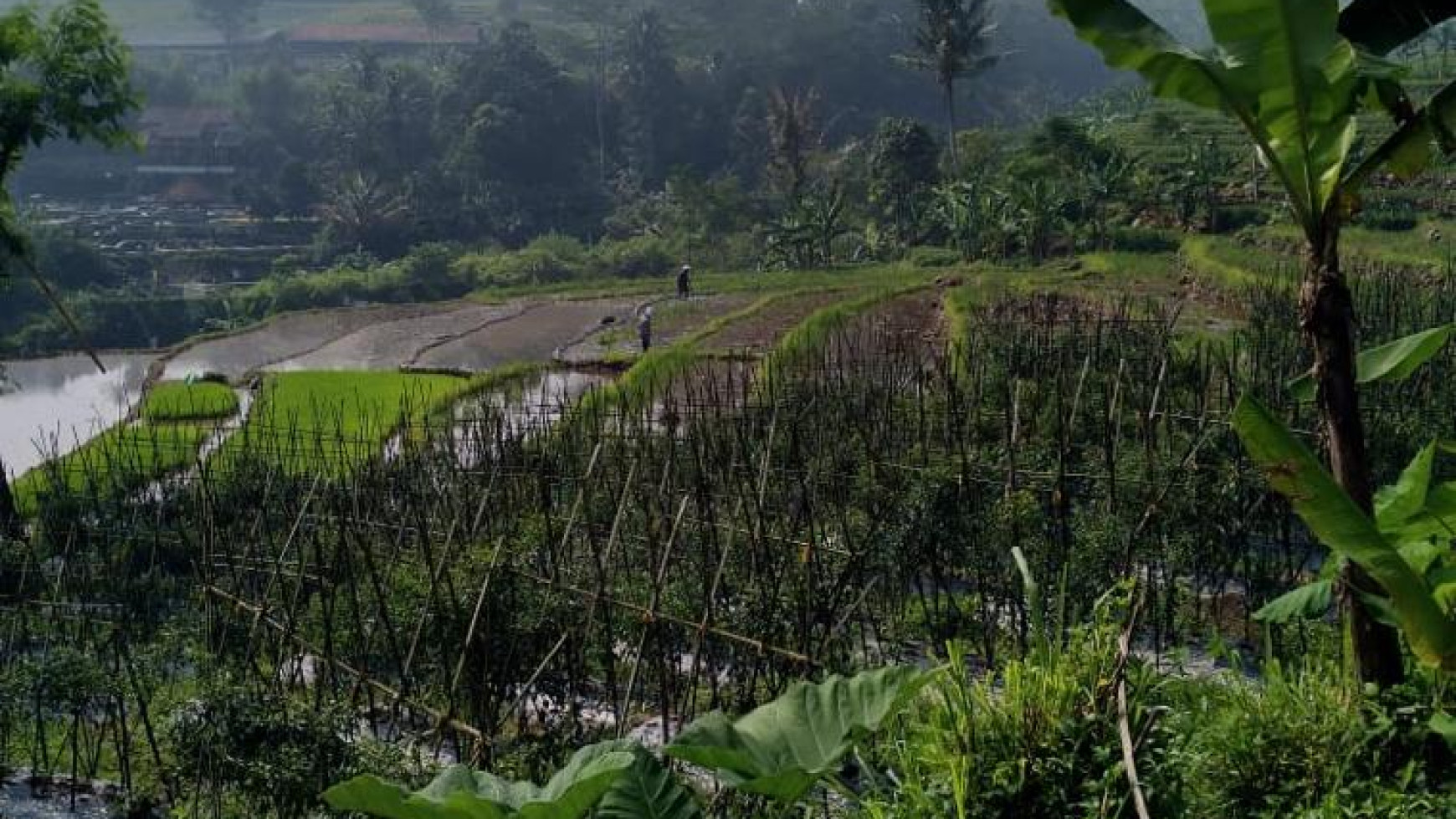 Di Jual lahan cantik di Ciampe Bogor Gunung Bundar