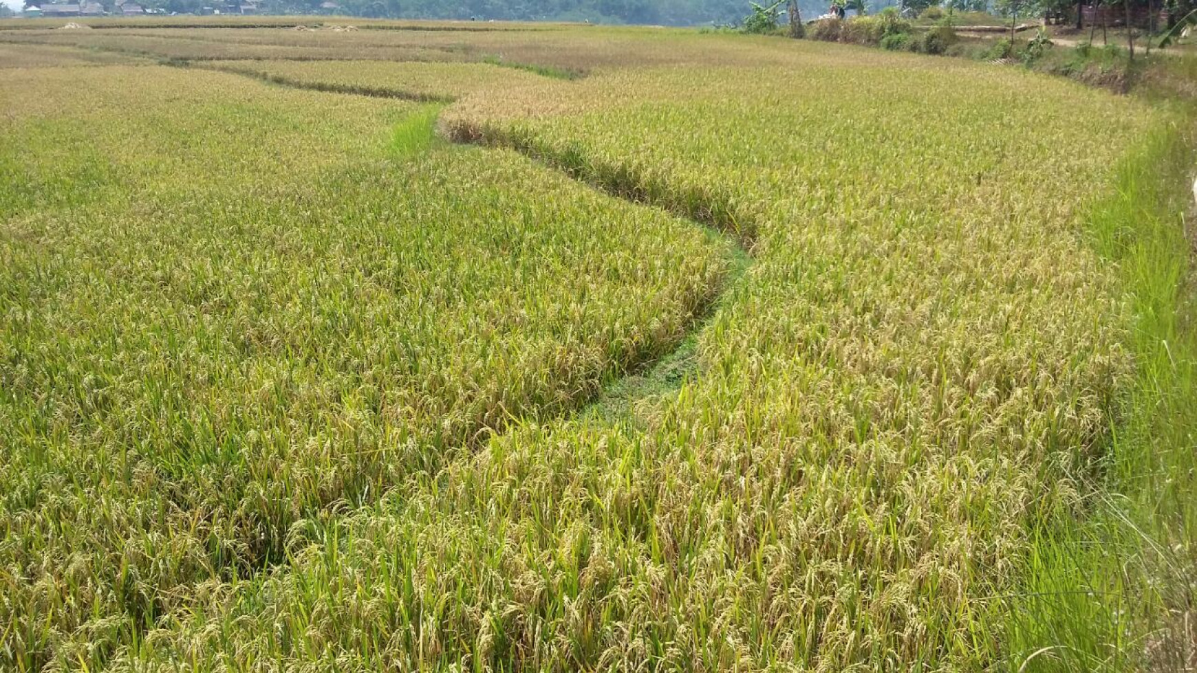 Di jual tanah sawah di jonggol,lokasi sangat strategis,surat SHM harga nego