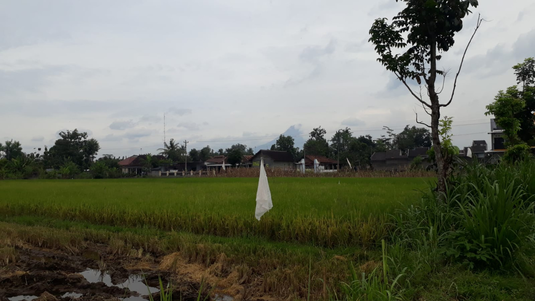 TANAH LUAS DI PRAMBANAN 