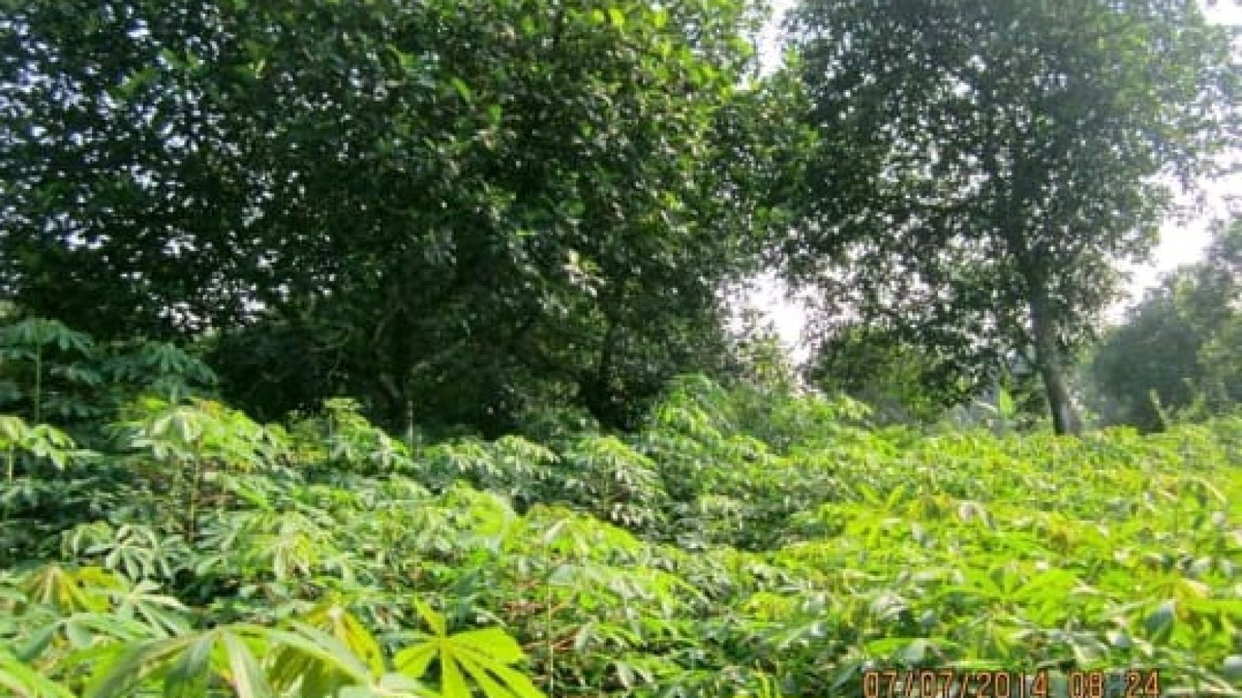 Kavling Siap Bangun dan Cocok untuk dijadikan Mini Cluster @Rawa Kalong, Parung