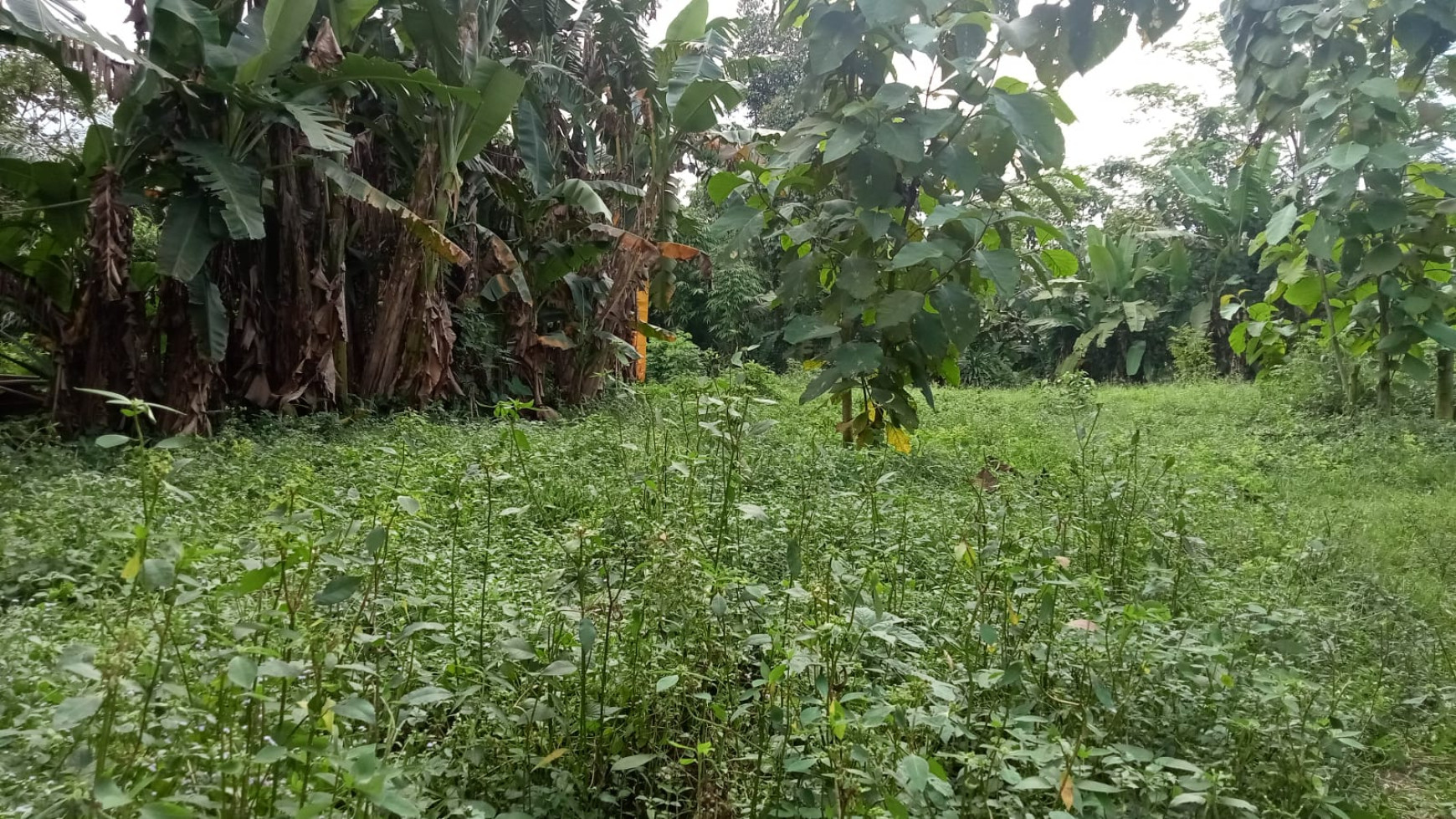 Kavling Siap Bangun Pinggir Jalan @Desa Barengkok, Jasinga, Bogor