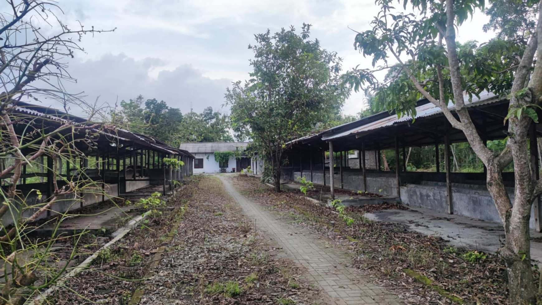 Tanah Dan Peternakan Di Kawasan Peternakan Playen Gunung Kidul