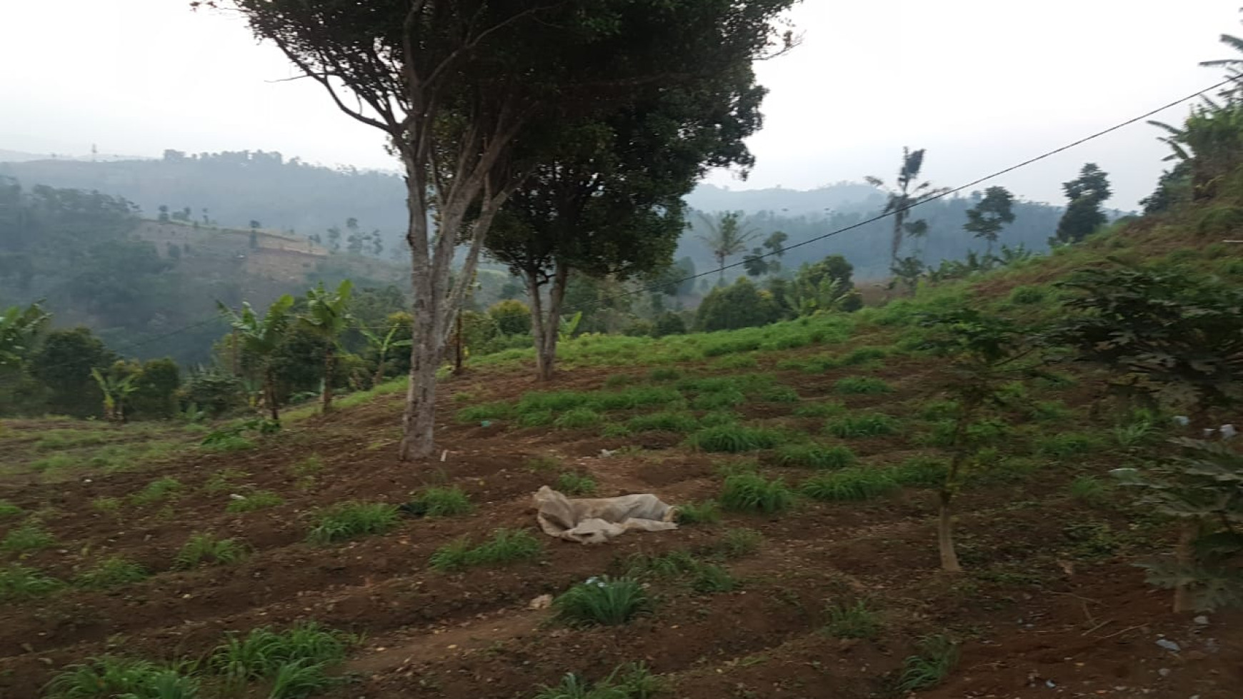 Tanah Siap Bangun di jl Desa Bojong Koneng, Padalarang