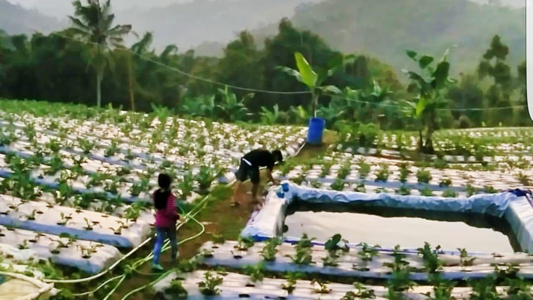 Tanah Siap Bangun di jl Desa Bojong Koneng, Padalarang