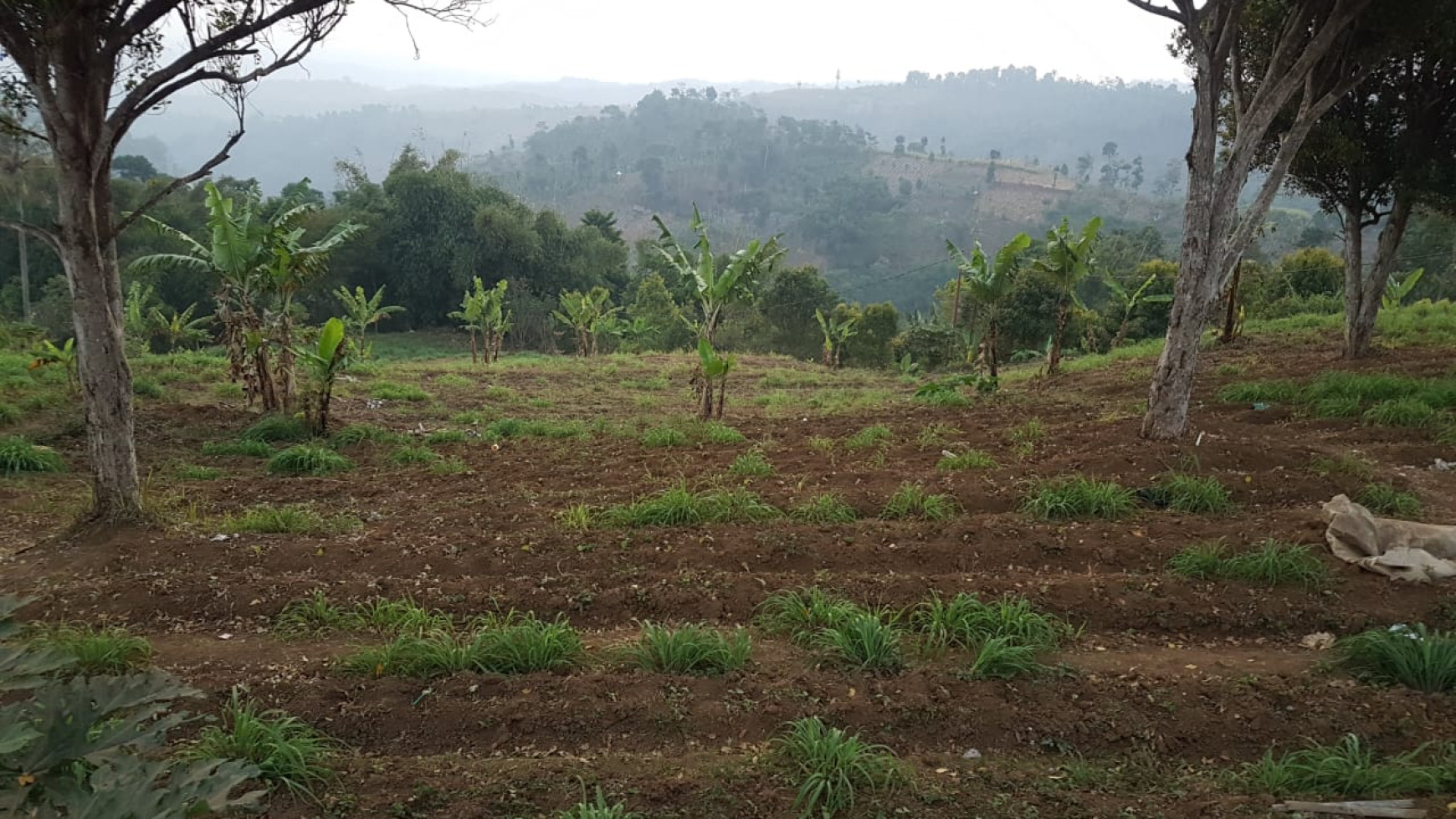 Tanah Siap Bangun di jl Desa Bojong Koneng, Padalarang