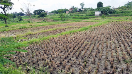 Tanah di Jl. PDAM, Plintahan, Pandaan - Pasuruan, Dekat Ayam Goreng Sri Pandaan