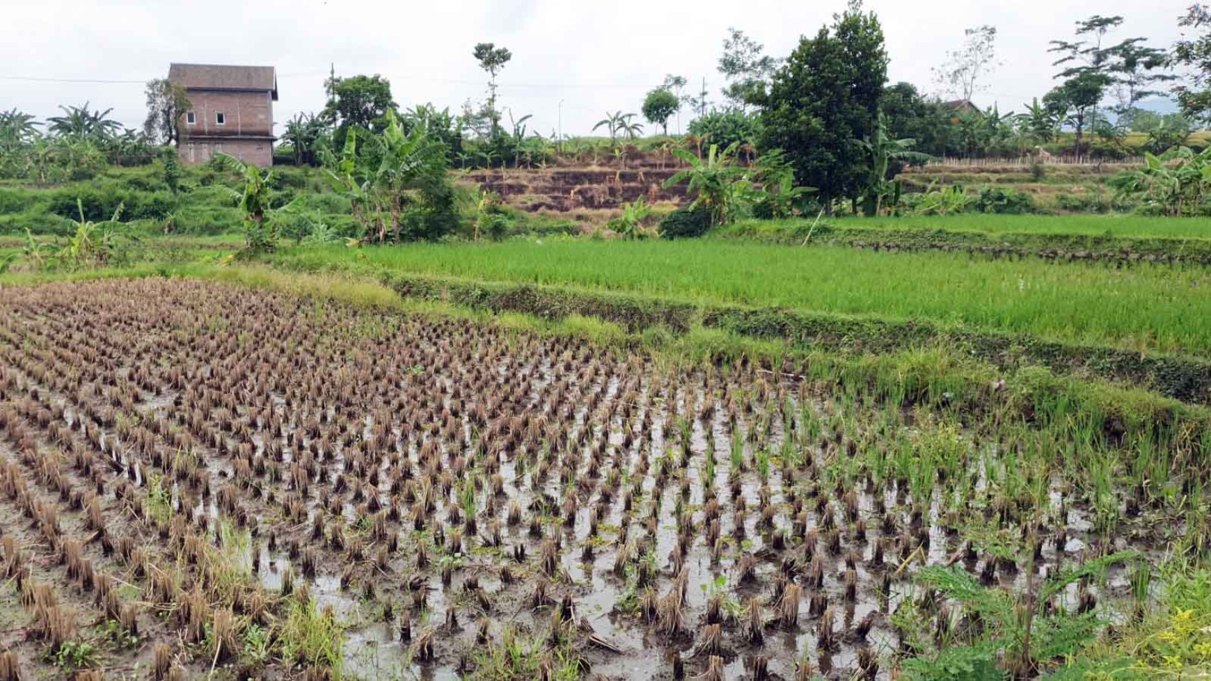 Tanah di Jl. PDAM, Plintahan, Pandaan - Pasuruan, Dekat Ayam Goreng Sri Pandaan