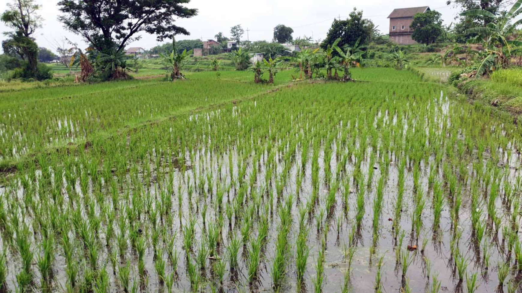 Tanah di Jl. PDAM, Plintahan, Pandaan - Pasuruan, Dekat Ayam Goreng Sri Pandaan