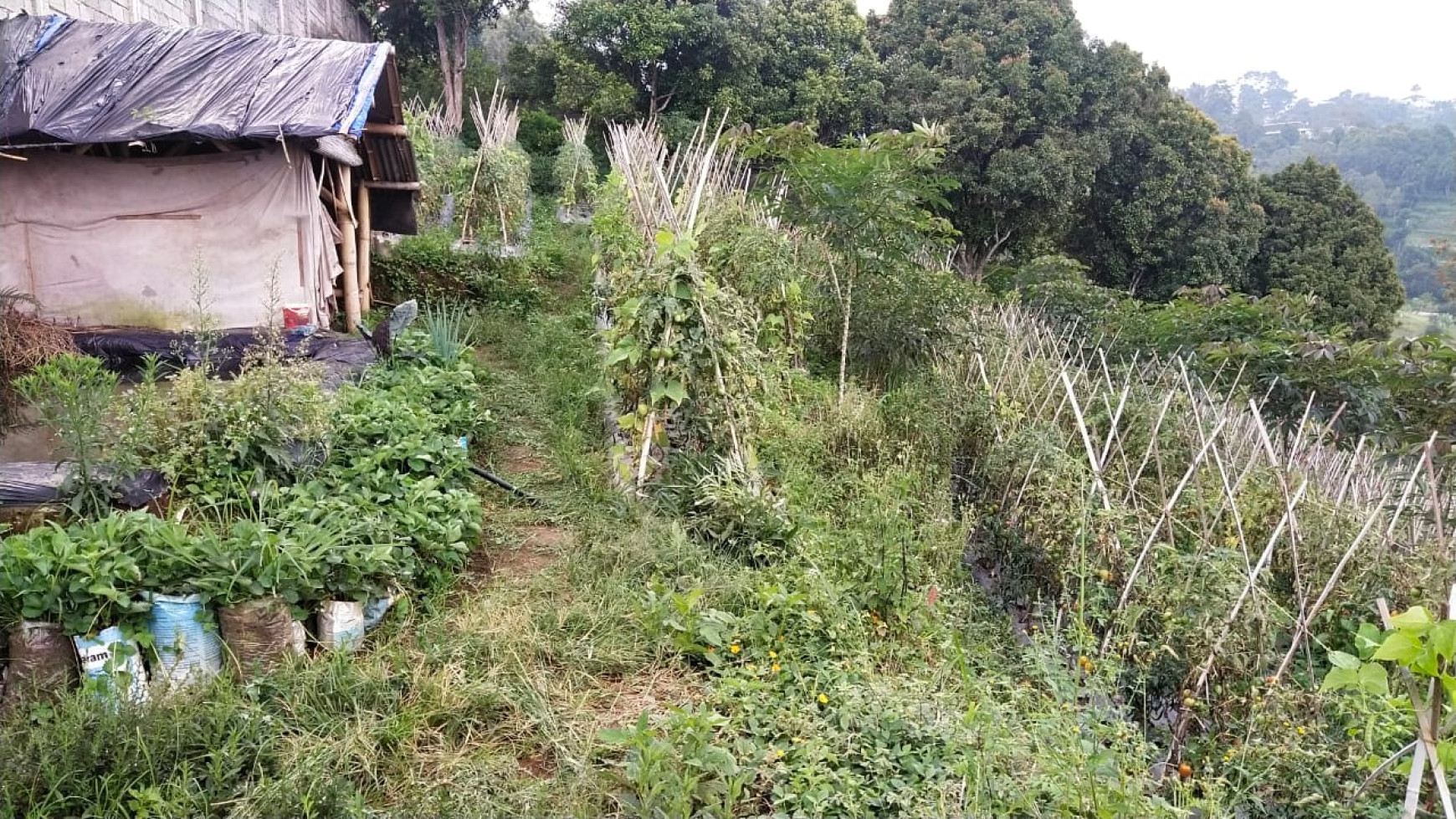 Kavling di dago punclut