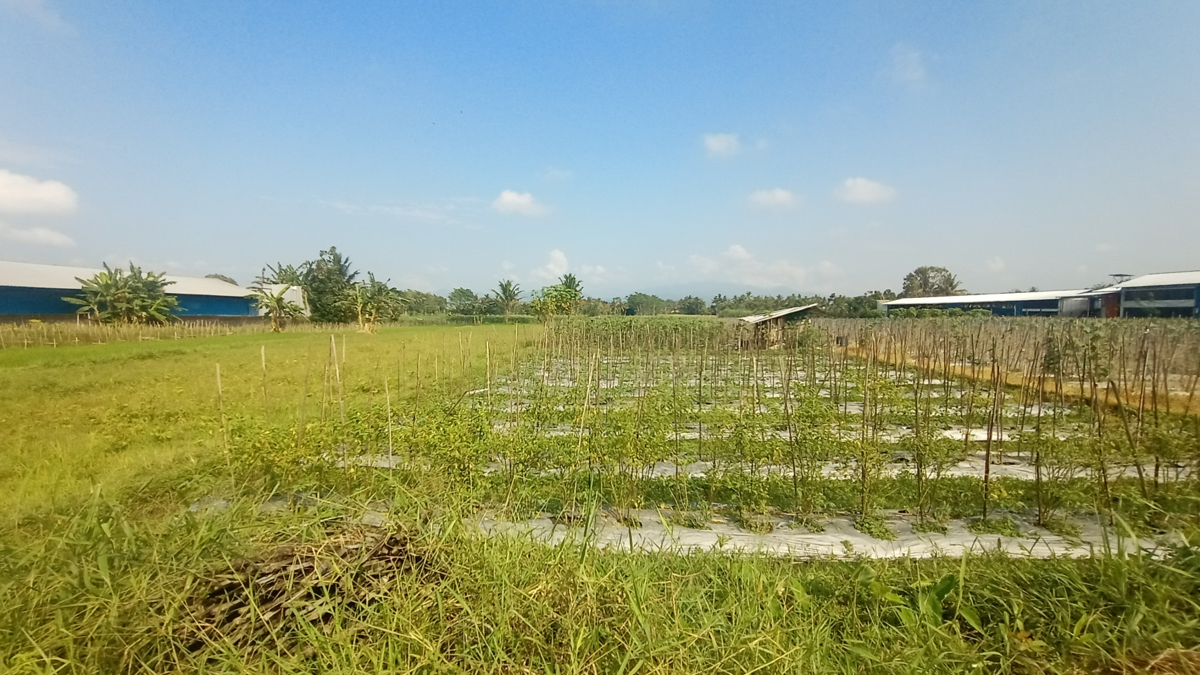 TANAH SAWAH 806 METER PERSEGI DI SONOHARJO, SEYEGAN, SLEMAN
