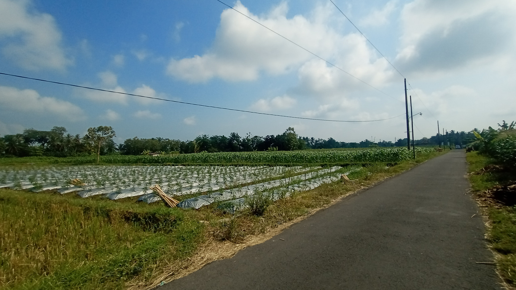 TANAH SAWAH 806 METER PERSEGI DI SONOHARJO, SEYEGAN, SLEMAN